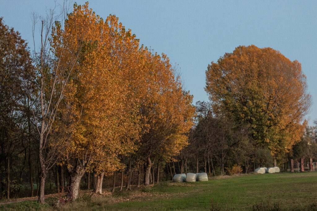 Cascina Linterno (Baggio, Milano) - Veduta del paesaggio